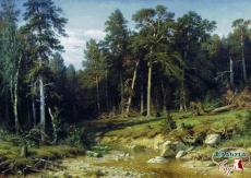 Pine pine forest. A mast timber in Viatka province (1872)