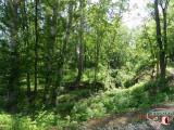 The nature of Elabuga and Elabuzhsky area