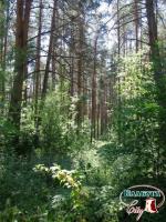Tanajsky wood. Close up