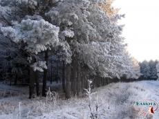 Лесопарк. 4-й микрорайон