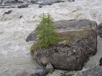 stone-bull in the Kama river